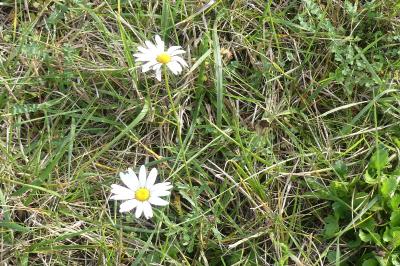 <i>Leucanthemum ircutianum</i>
