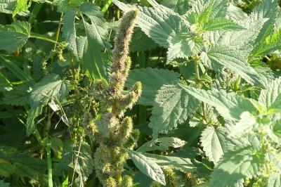<i>Amaranthus</i>