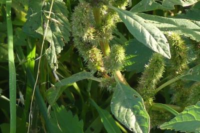 <i>Amaranthus</i>