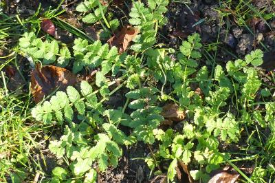 <i>Erodium moschatum</i>