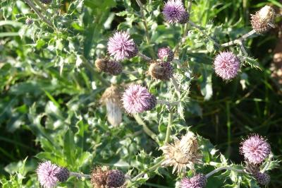 <i>Cirsium arvense</i>