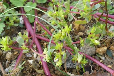 <i>Portulaca oleracea</i>