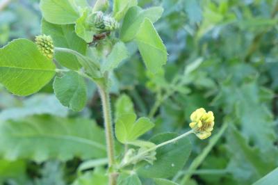 <i>Medicago lupulina</i>