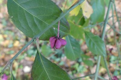 <i>Euonymus europaeus</i>