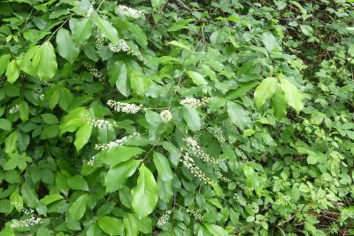 <i>Prunus serotina</i>
