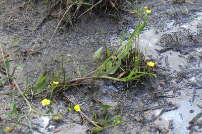 <i>Ranunculus flammula</i>