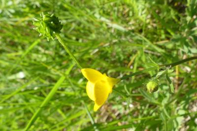 <i>Ranunculus acris</i>