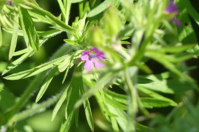 <i>Geranium dissectum</i>