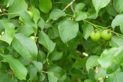 <i>Malus sylvestris</i>