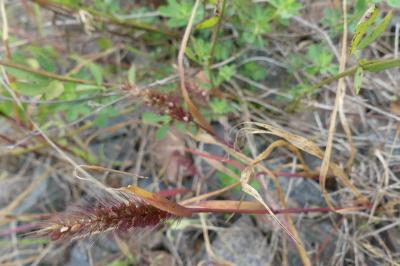 <i>Setaria pumila</i>