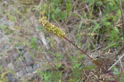 <i>Setaria pumila</i>