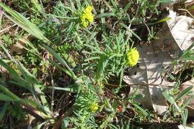 <i>Euphorbia cyparissias</i>