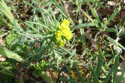<i>Euphorbia cyparissias</i>