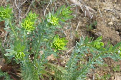 <i>Euphorbia seguieriana</i>