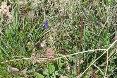 <i>Muscari neglectum</i>