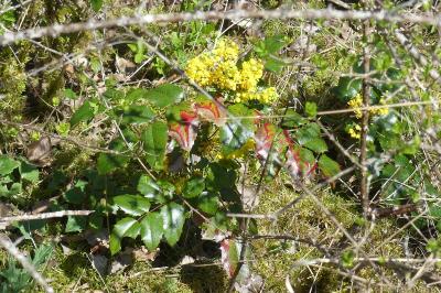 <i>Berberis aquifolium</i>