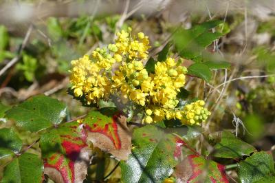 <i>Berberis aquifolium</i>