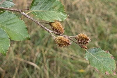 <i>Fagus sylvatica</i>