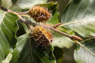 <i>Fagus sylvatica</i>