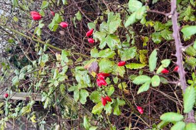 <i>Rosa canina</i>