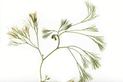 <i>Ranunculus fluitans</i>