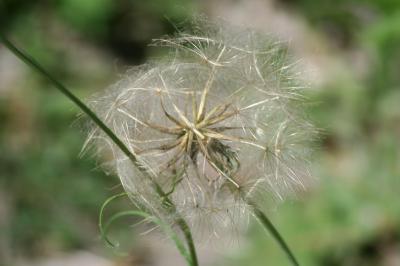 <i>Tragopogon pratensis</i>