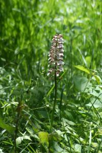 <i>Orchis purpurea</i>