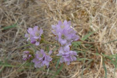 <i>Armeria arenaria</i>