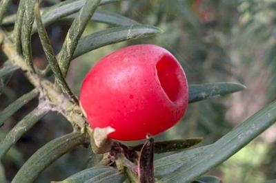 <i>Taxus baccata</i>