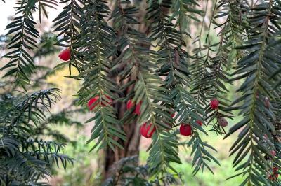 <i>Taxus baccata</i>