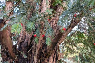 <i>Taxus baccata</i>