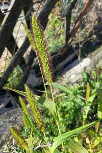 <i>Setaria italica</i>