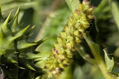<i>Setaria pumila</i>