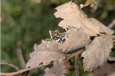 <i>Quercus robur</i>