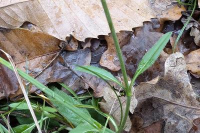 <i>Succisa pratensis</i>