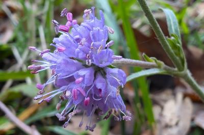 <i>Succisa pratensis</i>