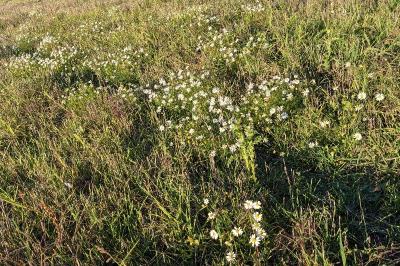 <i>Tripleurospermum inodorum</i>