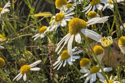 <i>Tripleurospermum inodorum</i>