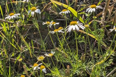 <i>Tripleurospermum inodorum</i>