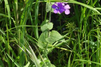 <i>Lunaria annua</i>