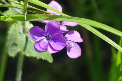<i>Lunaria annua</i>