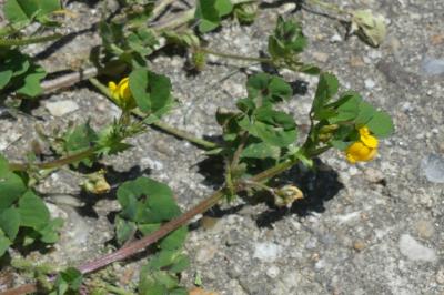<i>Medicago arabica</i>