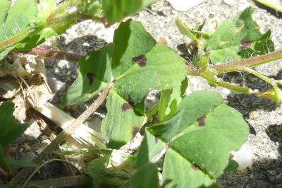 <i>Medicago arabica</i>