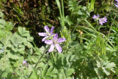 <i>Erodium moschatum</i>