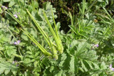 <i>Erodium moschatum</i>