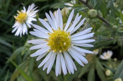 <i>Symphyotrichum lanceolatum</i>