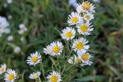 <i>Symphyotrichum lanceolatum</i>