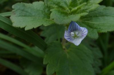 <i>Veronica persica</i>