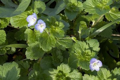 <i>Veronica persica</i>