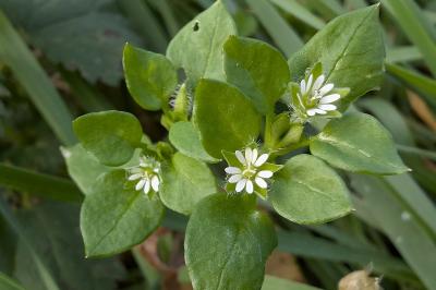 <i>Stellaria media</i>